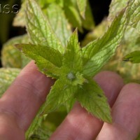 Spear Mint